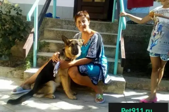 Пропала собака в Русавкино-Романово, Московская обл.