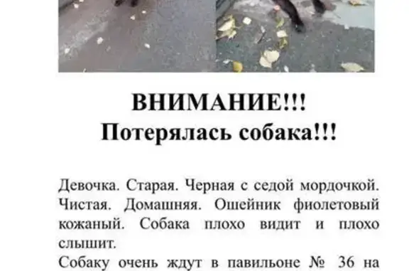 Пропала собака в районе ВДНХ, Москва