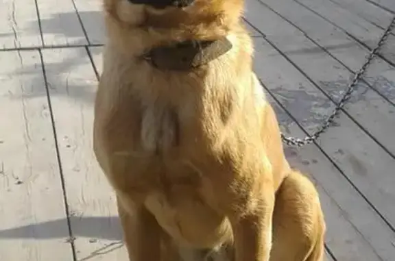 Собака ищет дом в Ангарске
