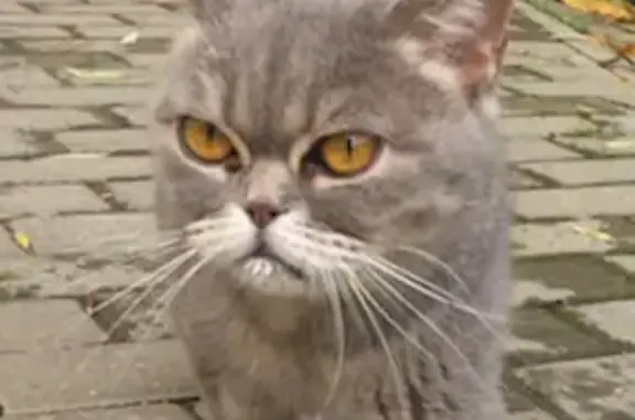 Найдена кошка в Видном, Ольгинская улица