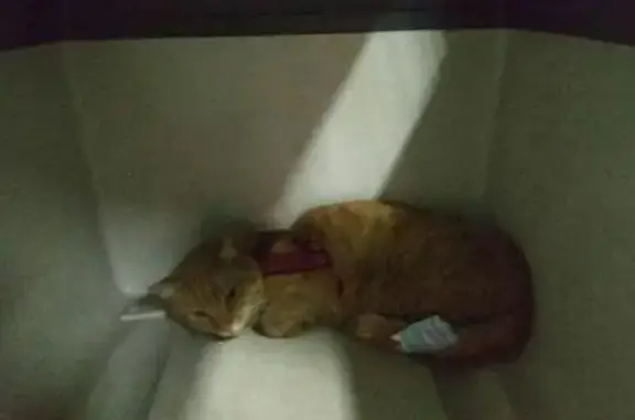 Найдена кошка с красной шлейкой в Домодедово, писать в лс com/id...