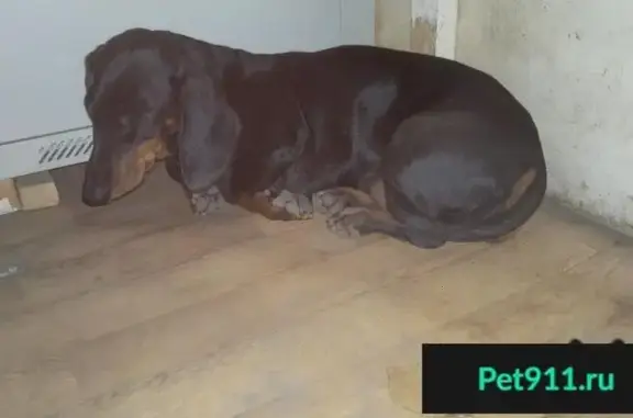 Собака найдена в Комсомольске-на-Амуре, без клейма и ошейника.
