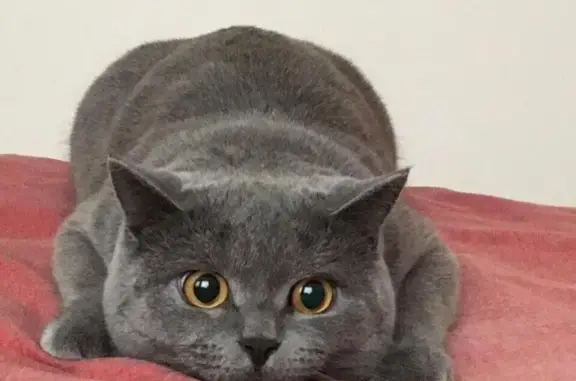 Кошки потеряшки, Ломы, фото: Потеряшка кошка в районе м. Ломы, вознаграждение 10 000 р.