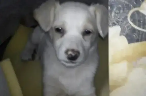 Пропала собака щенок ищет дом в Коломне, возраст 2 месяца.