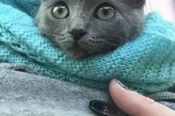 Найден маленький серый котенок, ищет дом