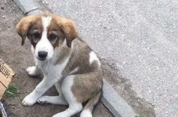 Найдена собака, адрес: ул. Великолукская, д. 21, кв. 3, Калининград