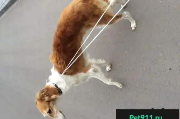 Найдена собака в Боре, ждет хозяина