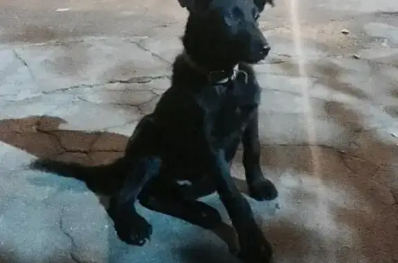 Найден щенок на ул. Железнодорожной (г. Подольск)