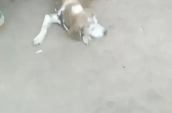Пропала собака возле Пятерочки в Москве