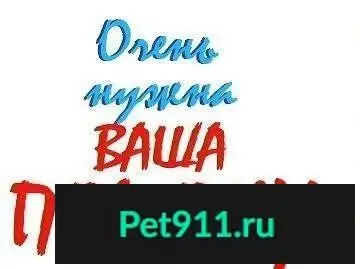 Пропала собака в Бутурлиновке, Воронеж: Тури, похожа на добермана.