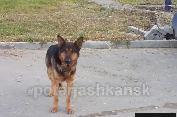 Найдена собака в Бугринской роще