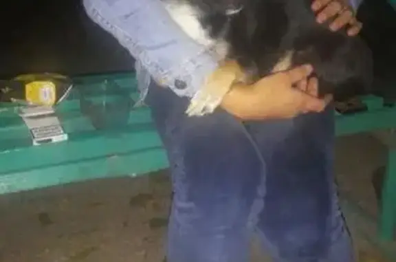 Найден ласковый пёс с ошейником в Пятигорске