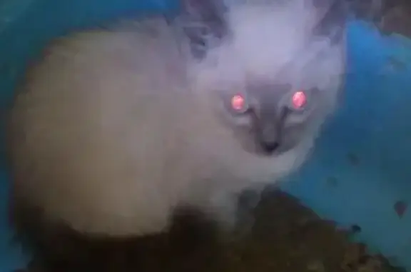 Найдена сиамская кошка на Металлплощадке