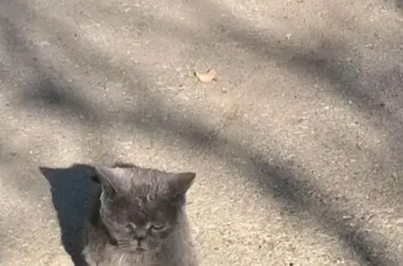 Найдена добрая кошка на улице Благодатной