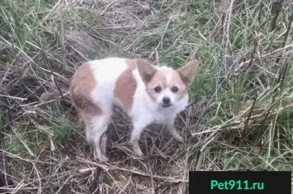 Найдена собака в лесу - передержка в деревне Себенки