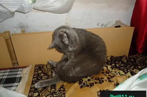 Пропала кошка в Краснокамске, район Звездный, Февральская, 6.