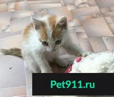 Пропал котенок в поселке Смакаево, Республика Башкортостан