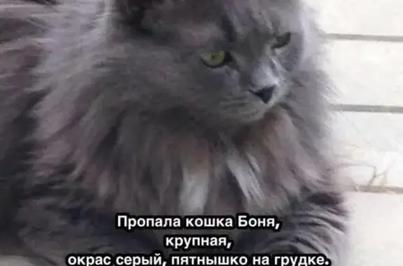 Пропала кошка Боня в Бирюлёво Восточное