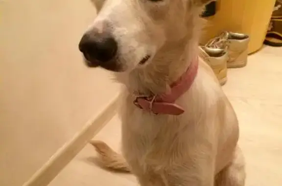 Потеряна собака с розовым ошейником в районе городского парка Краснодара