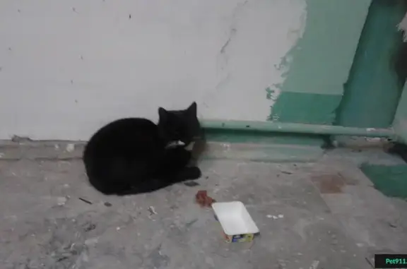 Найдена кошка в поселке Металлострой, ул. Богайчука 14