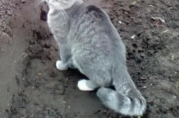 Пропала кошка, найден кот в Московском районе, Тверь.