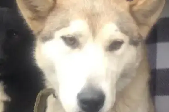Пропала собака Белка в Гатчине!