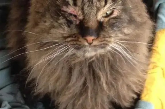 Найден вислоухий кот с травмой глаза в Пушкино