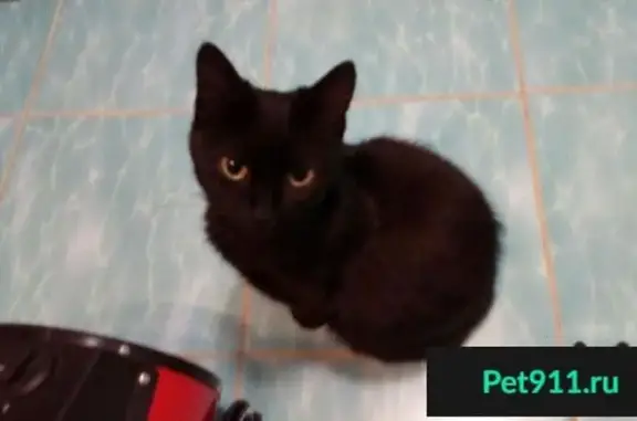 Найдена домашняя черная кошка в пос. Берёзовый, ул. Лодыгина, д. 3.