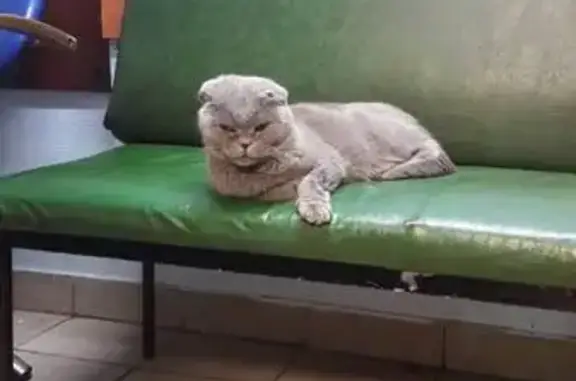 Найдена кошка с переломанными лапами в Москве