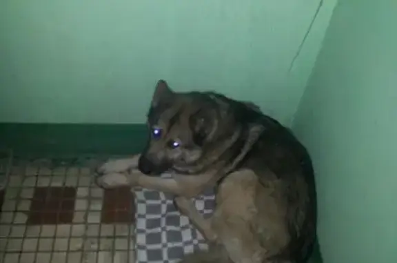 Крупный пёс найден у Пятерочки на ул. Расковой, Москва