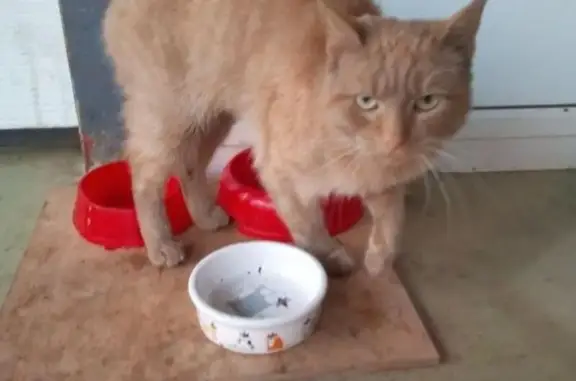 Найден рыжий кот на Огородном проезде, ищет новый дом.