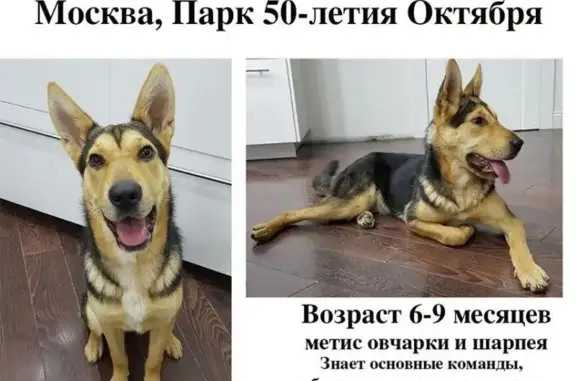 Найдена собака в парке 50-летия Октября, Москва