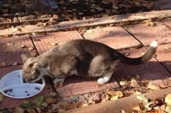 Найдена кошка в СНТ Аленушка, ухо поранено.