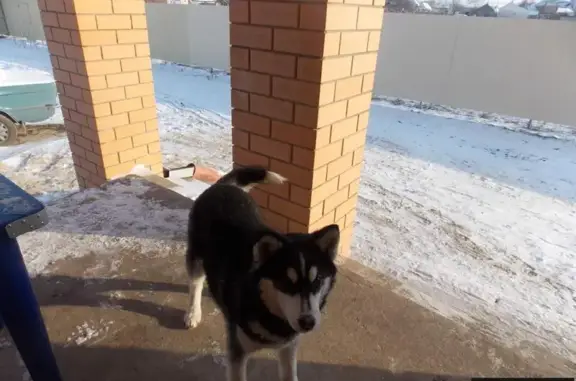 Пропала хаски в Отрадном, помогите!