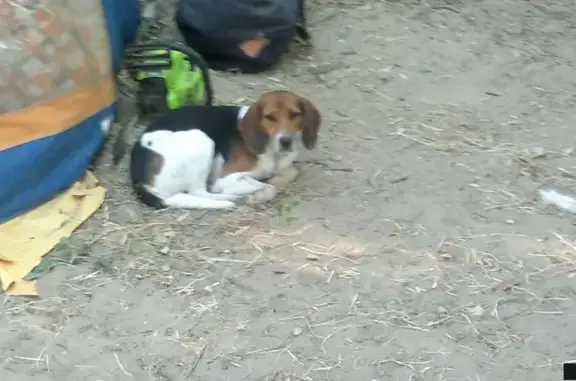 Пропала собака в Рогачево, Дмитровский район