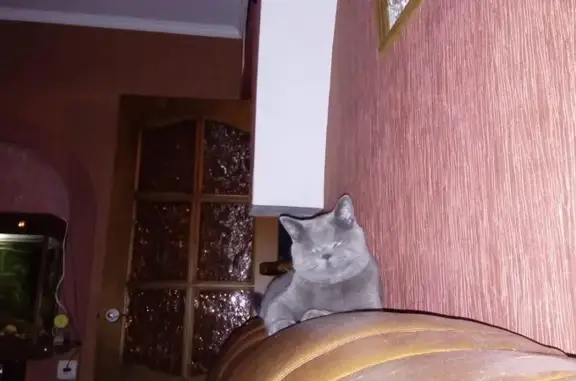 Пропала кошка в Иноземцево, Ставропольский край