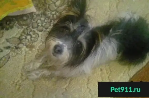 Найдена собака на Волгоградской, 26