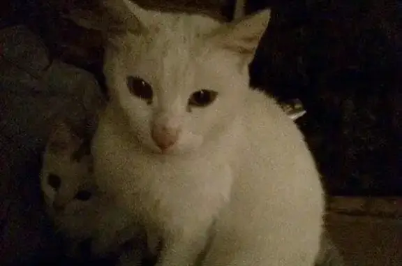 Найдена кошка, нужна помощь в Республике Татарстан, Елабуга