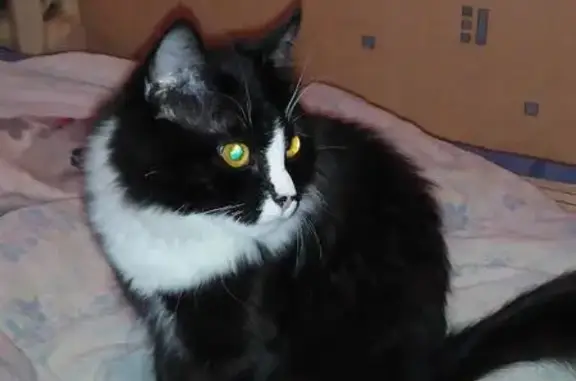 Пропала кошка на Октябрьской, 63 в Вологде