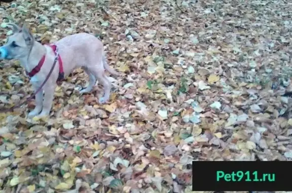 Найдена собака в Рязани, ищем хозяев