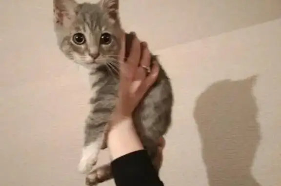 Найден котенок с ошейником во 2-м микрорайоне, Ростов.