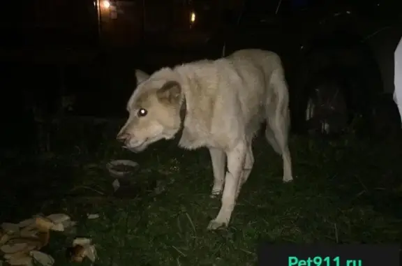 Найдена собака в Ярославле, ищем хозяев!