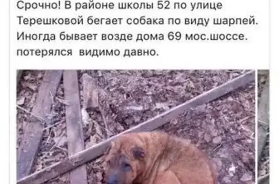 Пропала собака Гарик в Засвияжском районе
