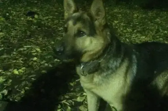 Найден пёс в Советском районе Казани