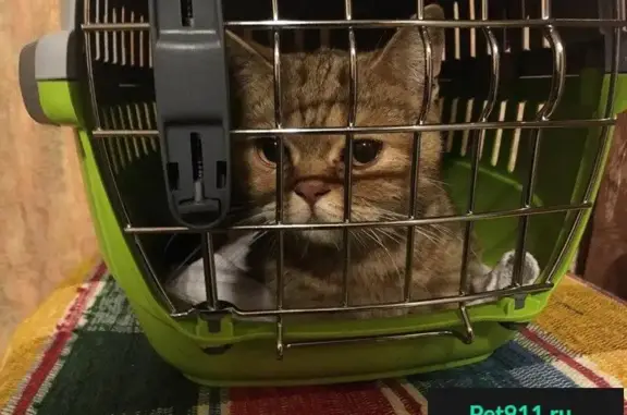 Найдена кошка в Сочи