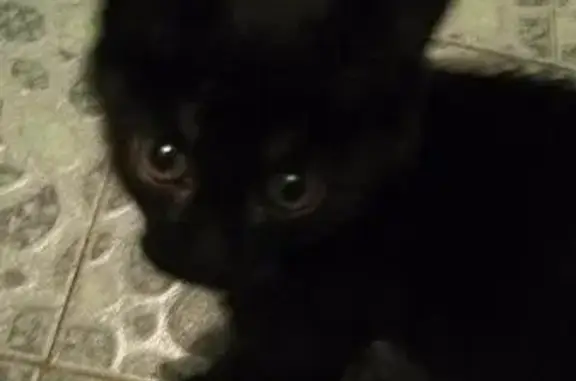 Найден черный котенок возле ост. Маяк, помощь животным.