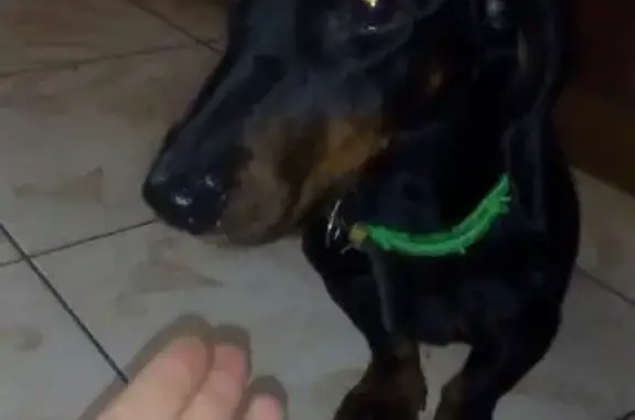 Найдена собака в Орехово-Зуево, ищем хозяина или новый дом