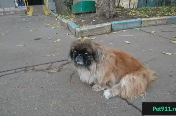 Собака без передних резцов на Крутицком Валу, Москва