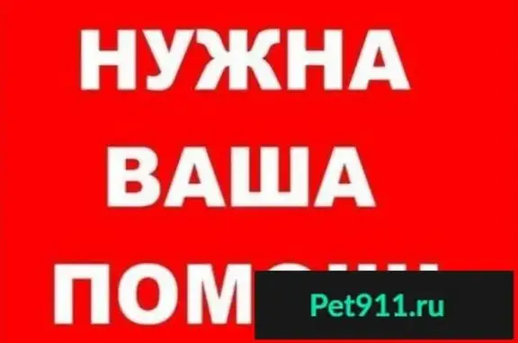 Пропала кошка в Ставрополе, ищу куратора для котенка с проблемой задних лапок.