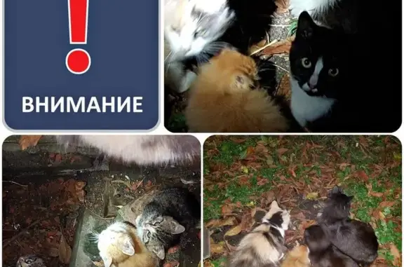 Найдены 7 котят, нужна помощь в пристройстве #Котята_Калининграда